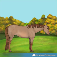 Horse Color:Red Dun Rabicano 