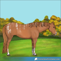 Horse Color:Powder White Chestnut