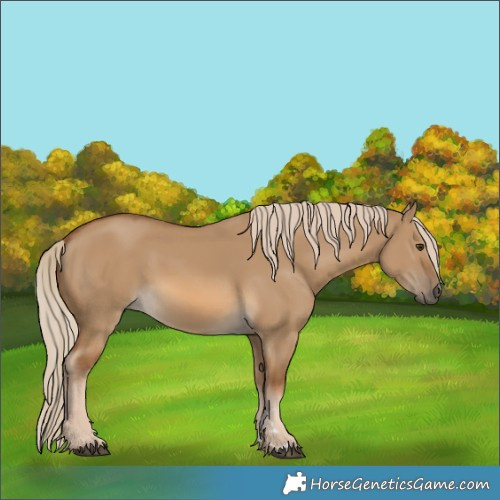 Horse Color:Chocolate Palomino Dun Rabicano 