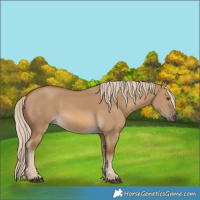 Horse Color:Chocolate Palomino Dun Rabicano