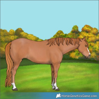 Horse Color:Chestnut 