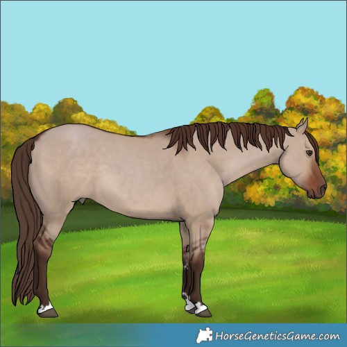 Horse Color:Liver Red Dun 