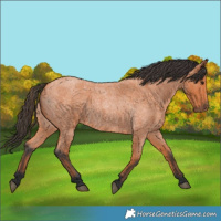 Horse Color:Bay Roan 