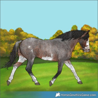 Horse Color:White Spotted Brown Roan Frame 