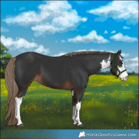 Horse Color:White Spotted Liver Chestnut 