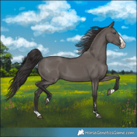 Horse Color:Smoky Grullo Splash