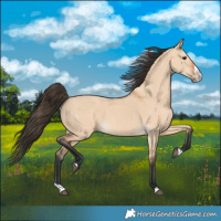 Horse Color:Bay Dun Splash 