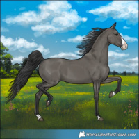 Horse Color:Grullo Splash