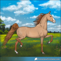 Horse Color:Red Dun Splash 