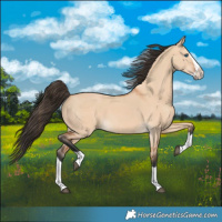 Horse Color:Bay Dun Splash