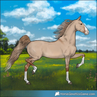 Horse Color:Red Dun Splash 