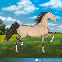 Horse Color:Bay Dun Splash 