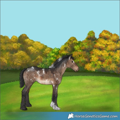 Horse Color:White Spotted Brown Dun Tobiano Brindle