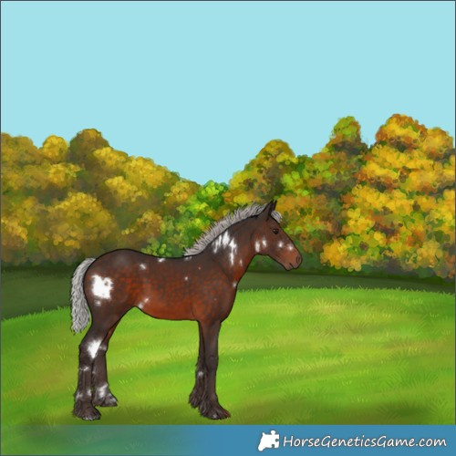 Horse Color:White Spotted Silver Brown 