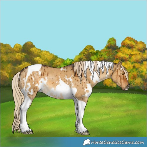 Horse Color:White Spotted Chocolate Palomino Dun Tobiano Brindle 