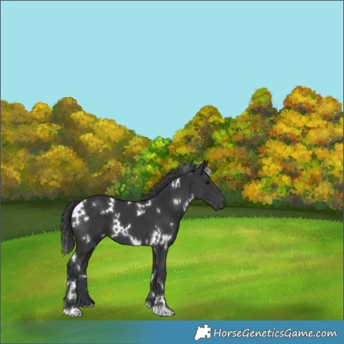 Horse Color:White Spotted Black 
