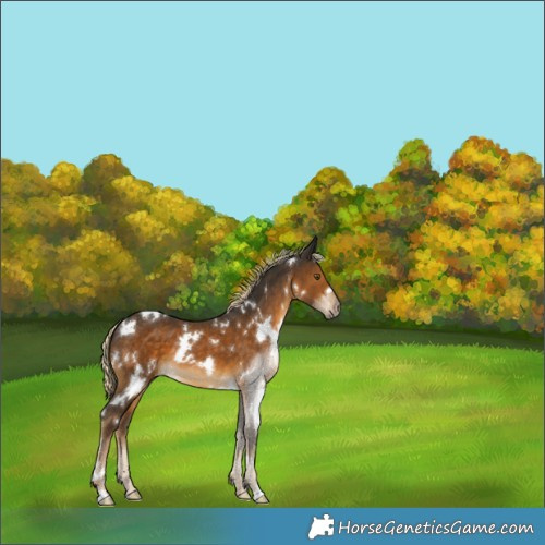 Horse Color:White Spotted Chocolate Palomino 