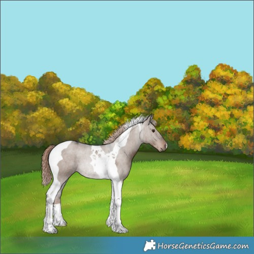 Horse Color:Liver Red Dun Tobiano 