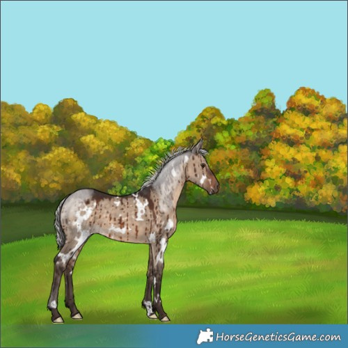 Horse Color:White Spotted Silver Brown Dun Brindle 