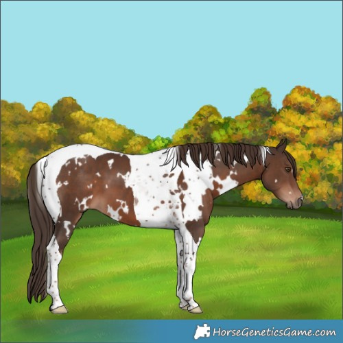 Horse Color:White Spotted Liver Chestnut Tobiano 