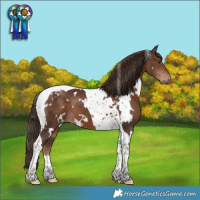 Horse Color:White Spotted Liver Chestnut Tobiano