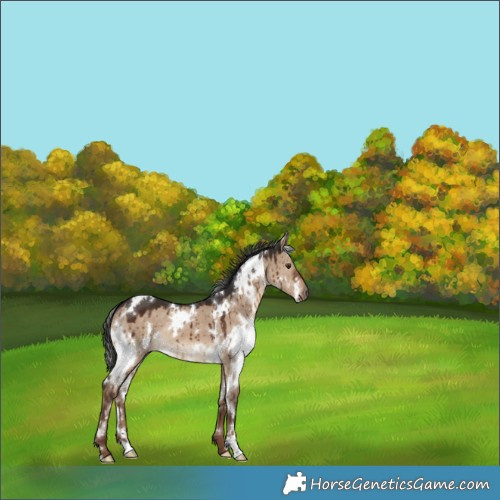 Horse Color:White Spotted Liver Red Dun Brindle 