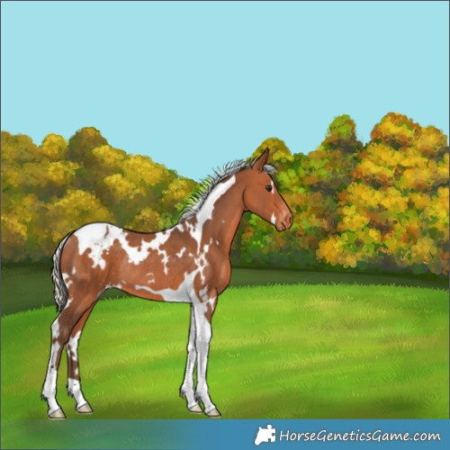 Horse Color:White Spotted Silver Bay Tobiano Varnish Rabicano 
