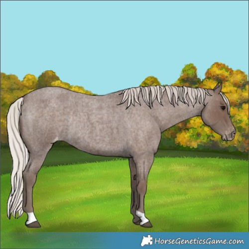 Horse Color:Silver Blue Roan Appaloosa Rabicano 