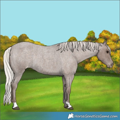 Horse Color:Silver Blue Roan Appaloosa Rabicano 