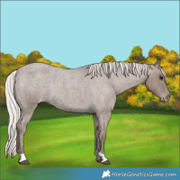Horse Color:Silver Blue Roan Appaloosa Rabicano 