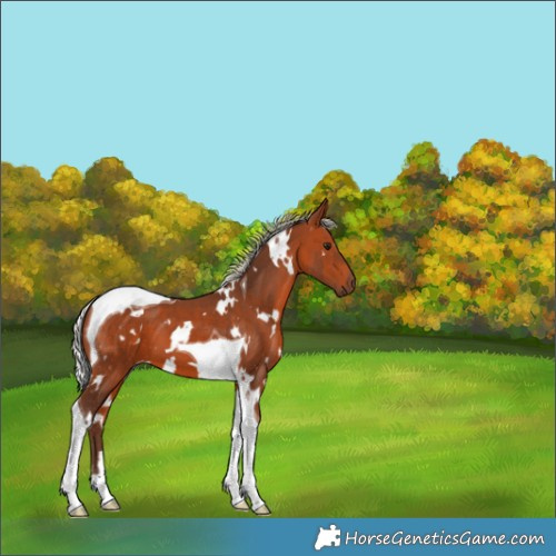 Horse Color:White Spotted Silver Brown Tobiano 