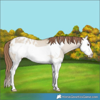 Horse Color:Classic Champagne Dun Splash Frame Appaloosa Rabicano 