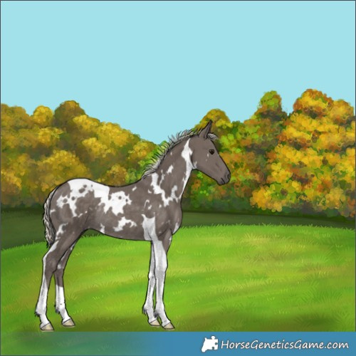 Horse Color:White Spotted Silver Smoky Black Tobiano Rabicano 