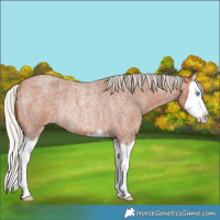 Horse Color:Silver Bay Roan Splash Rabicano