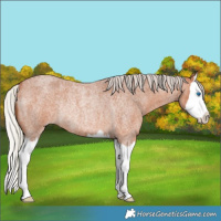 Horse Color:Silver Bay Roan Splash Rabicano 