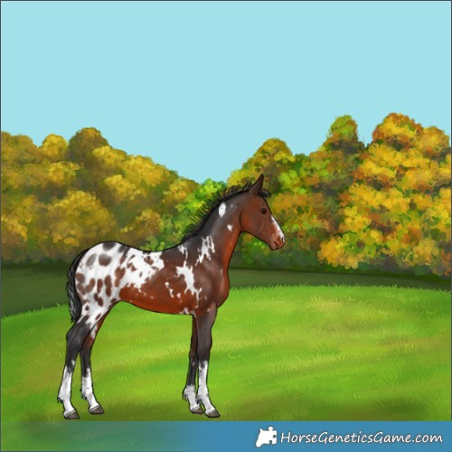 Horse Color:White Spotted Brown Blanket 