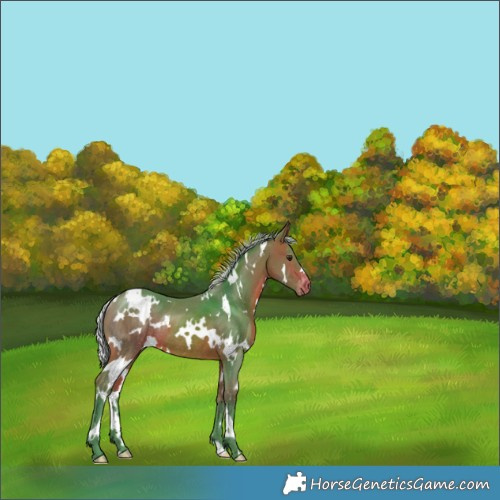 Horse Color:Watercolor White Spotted Silver Bay Appaloosa Rabicano 