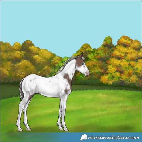 Horse Color:White Spotted Silver Black Tobiano Frame Rabicano 