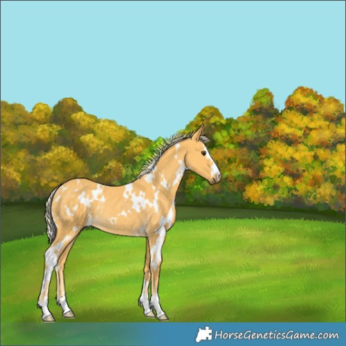 Horse Color:White Spotted Palomino Rabicano 
