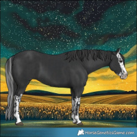 Horse Color:Black  and Black Splash 