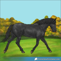 Horse Color:Black 