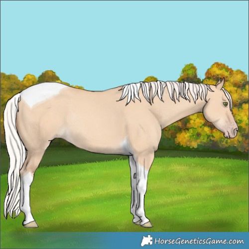 Horse Color:Silver Amber Champagne Dun Tobiano Rabicano 