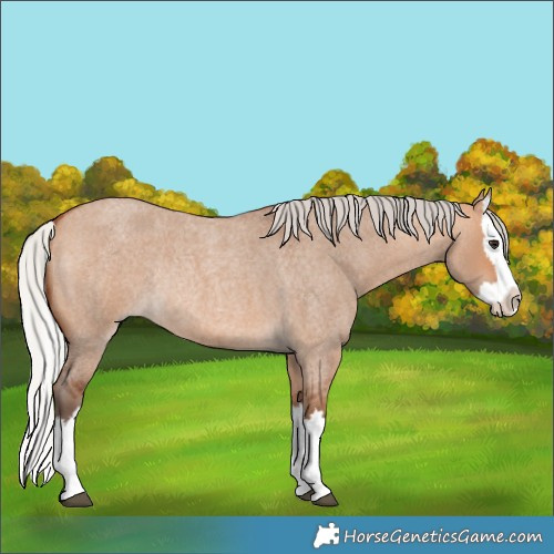 Horse Color:Silver Bay Roan Dun Splash Rabicano 