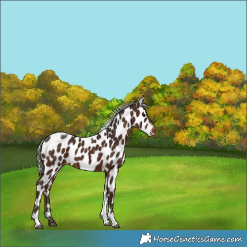 Horse Color:Silver Brown Tobiano Near Leopard 