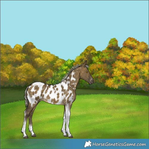 Horse Color:Silver Buckskin Dun Tobiano Appaloosa 