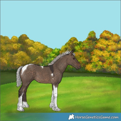 Horse Color:Silver Brown Dun Tobiano 