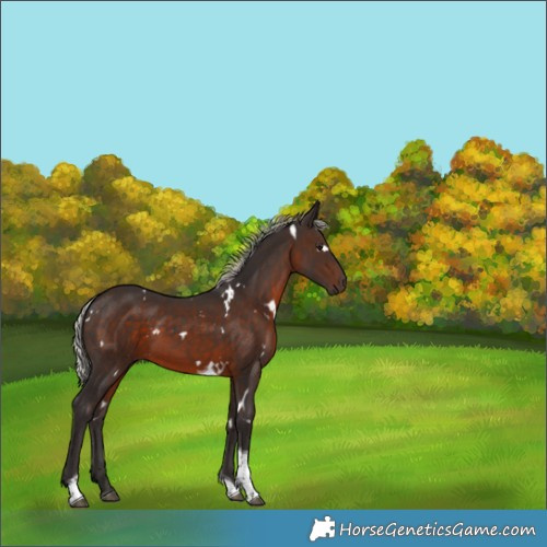 Horse Color:White Spotted Silver Brown Tobiano