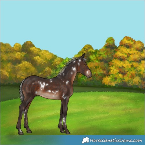 Horse Color:White Spotted Silver Brown 