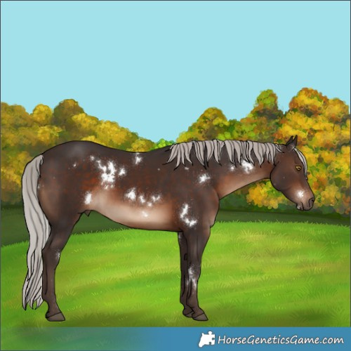 Horse Color:White Spotted Silver Brown 