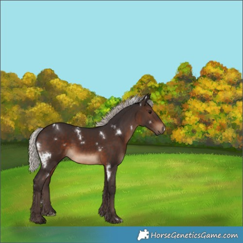 Horse Color:White Spotted Silver Brown Rabicano 